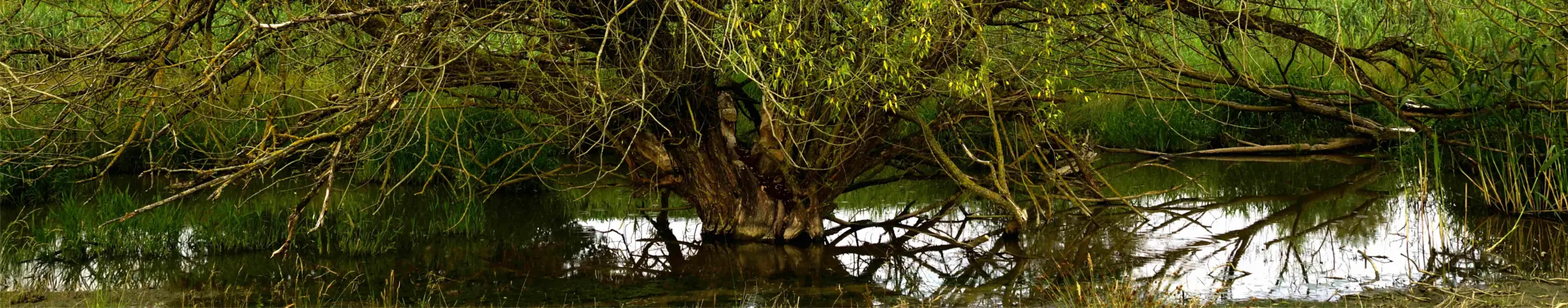 Naturnaher Flusslebensraum an der Ilm