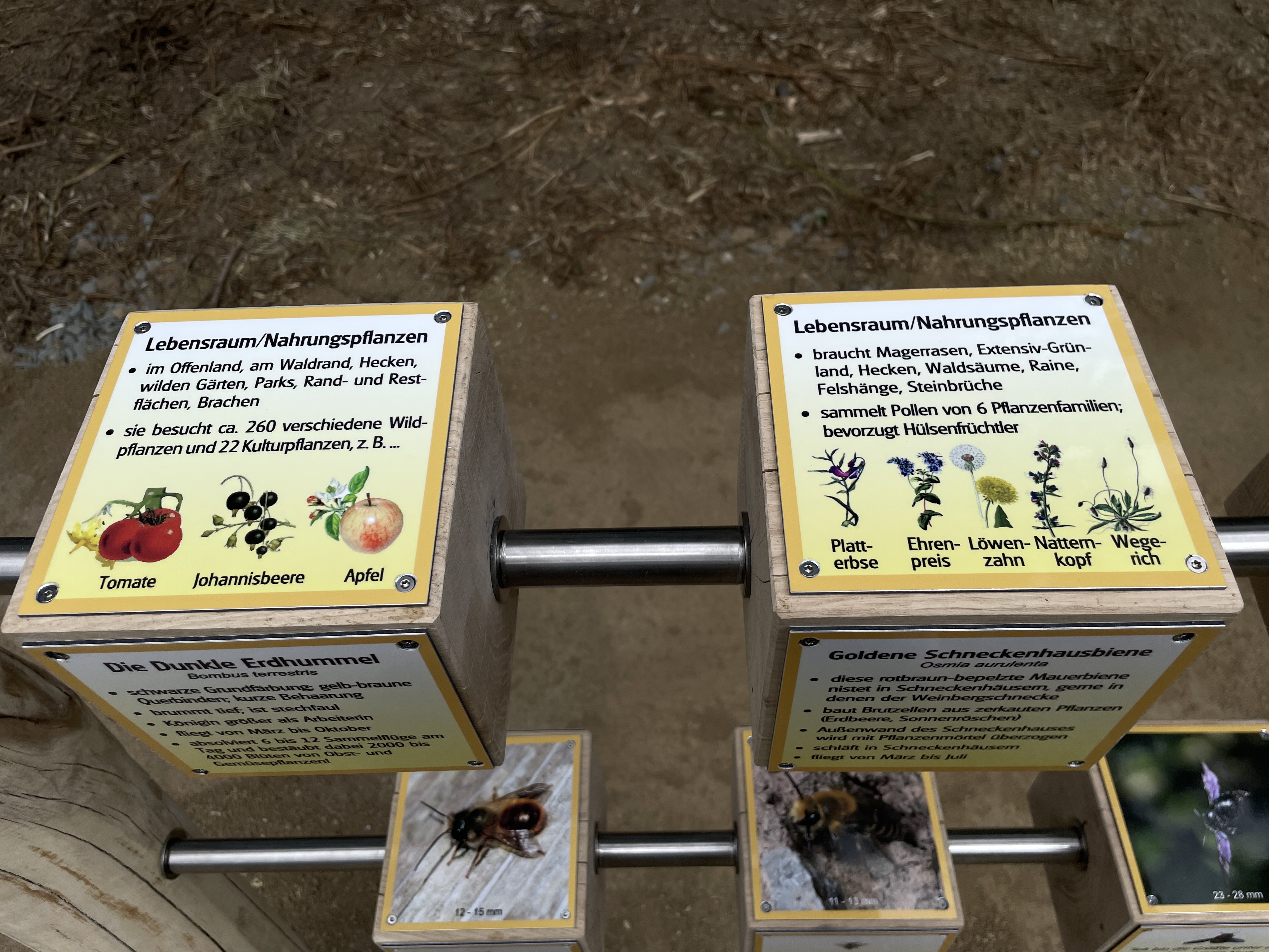 Naturerlebnisstation zum Thema Bienen