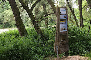 Isar Natur